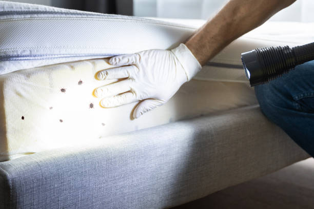 Trusted Albion, PA Pest Control Experts